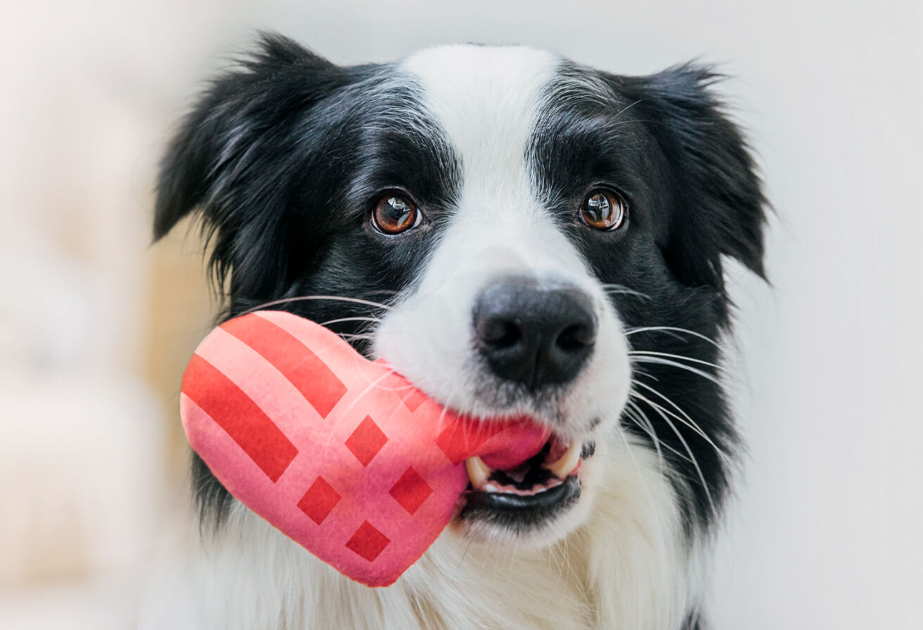 dog holding red heart toy in its mouth